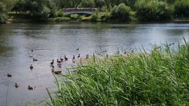 Белгород, парк победы, речка везелка, плавают утки. смотреть онлайн