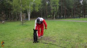 Дрессировка щенка немецкой овчарки с Михаилом Малковым. Первые шаги №1