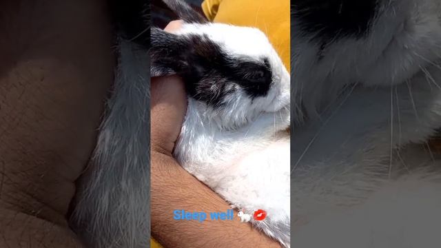 Baby Rabbit ?? Sleep ?