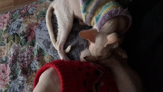 Смешной котёнок Липучка? #котики #сфинксы смотреть онлайн