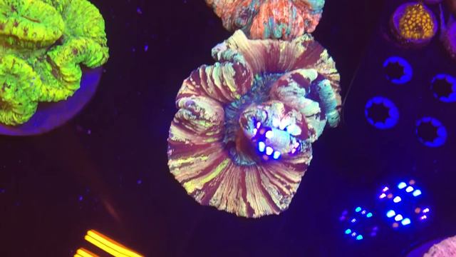 5 Saltwater Fish I Regret Buying...and Why? смотреть онлайн