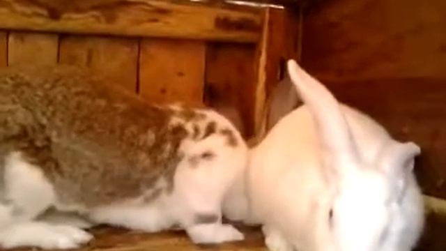 Лучшие большие породы кроликов: Белый Великан. смотреть онлайн