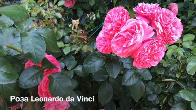 Розы. Выбираем Розы для своего сада: Parole, Leonardo da Vinci, Gloria Dei. смотреть онлайн