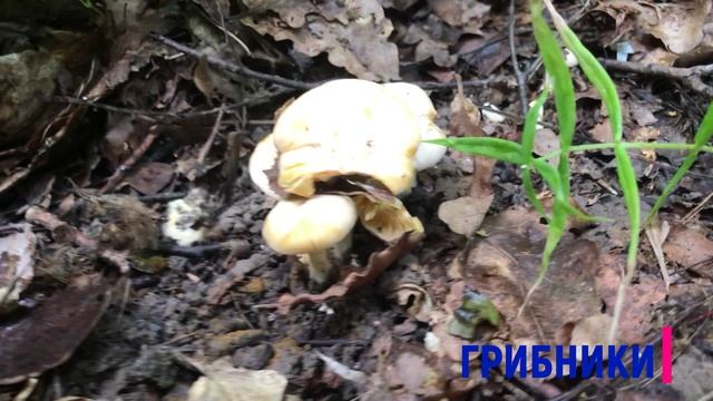 Белые грибы. 12 июля. Часть 2 + итог