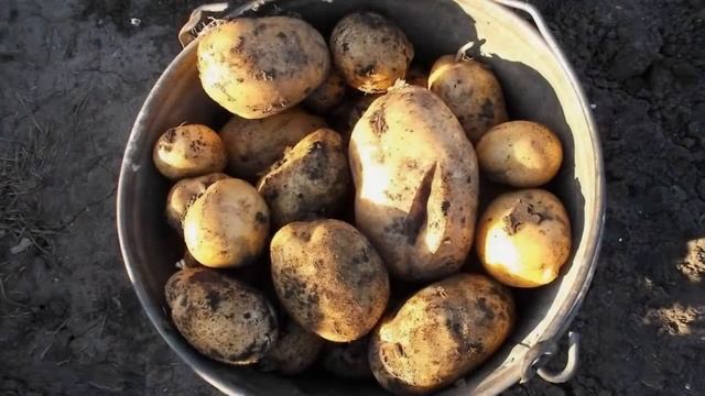 Картофель Адретта Описание Сорта смотреть онлайн