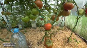 ТОМАТ УГЛЕРОД. Необычный сорт. Описание и вкус.