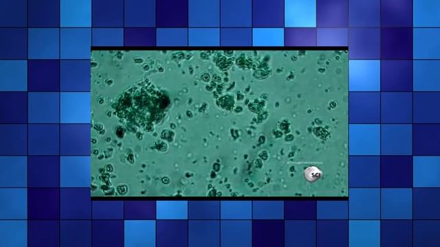 Through the Wormhole Season 5 Episode 5 - Does The Ocean Think смотреть онлайн