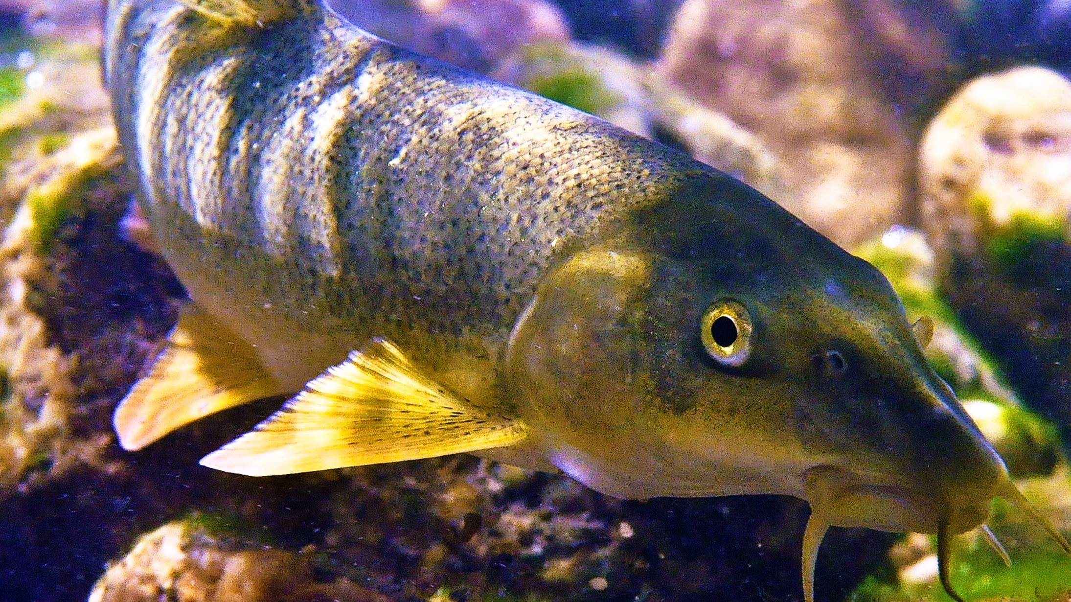 Усач (Марена) 1 серия. смотреть онлайн