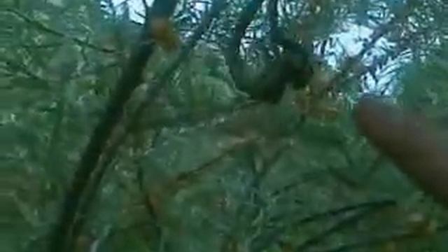 Курица... и спаривающиеся стрекозы)) смотреть онлайн