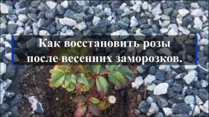 Как восстановить розы после весенних заморозков.