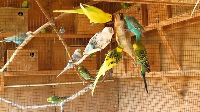 Волнистые попугаи едят рыбу | Budgies eating fish смотреть онлайн