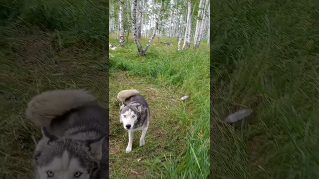 хаски на тур. слëте смотреть онлайн