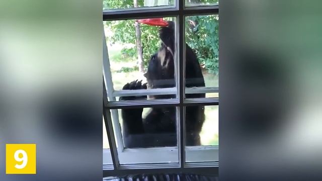 Top 16 Wild Animals Invading Homes & Businesses | Wild Animal Encounters