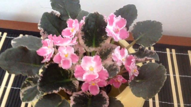 #ACA'S SUMMER PERFAIT #фиалка смотреть онлайн