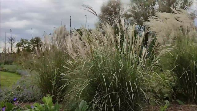Trawy Ozdobne. Miskant, Rozplenica, Trzcinnik, Kostrzewa🌾🌾🌾Moje Ulubione Odmiany.