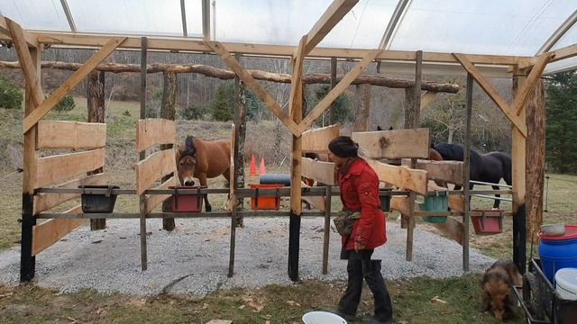 Интересный способ кормления лошадей. смотреть онлайн