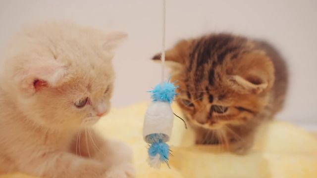 5cm Short Legs! Too Short to Play - Day 40 @ Baby Kittens Day 1 to Day 100 Lucky Paws Vlogs смотреть онлайн