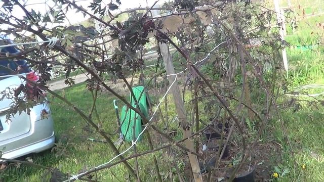 ЕЖЕВИКА ЕВЕРГРИН ТОРНЛЕС «Thornless Evergreen»