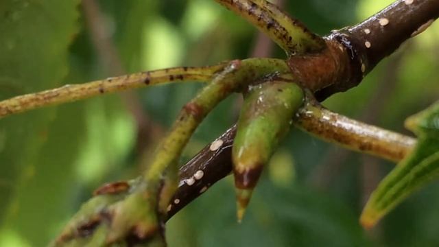 Downy Birch (Betula pubescens) - buds close up - September 2017 смотреть онлайн