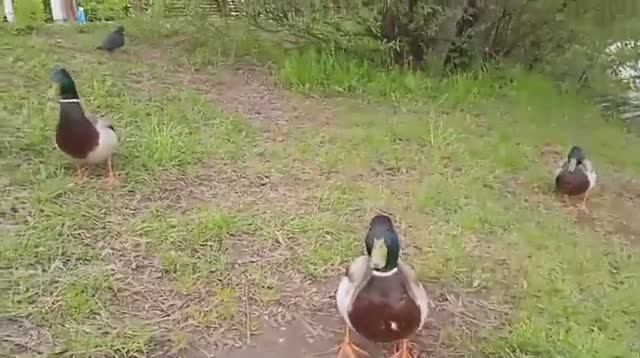Утки в Терлецком парке 13.05.24 смотреть онлайн
