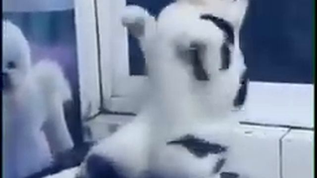 Кот танцует ? смотреть онлайн