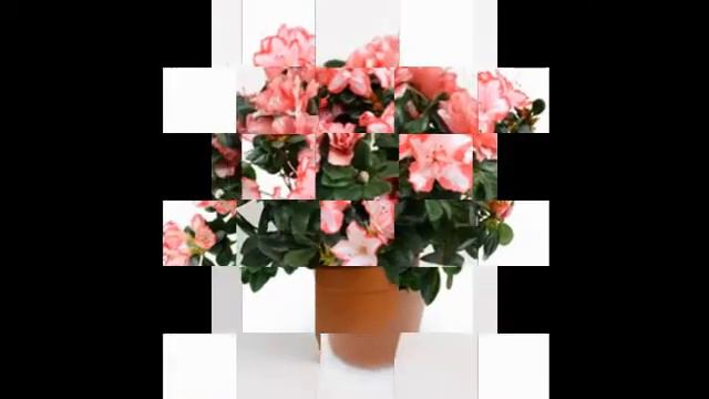 Азалия-Энциклопедия растений смотреть онлайн