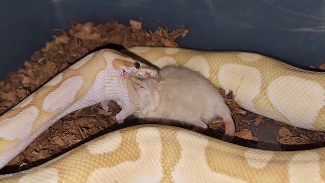 Powerful Banana Python Eats A Rat - Warning Live Feeding смотреть онлайн