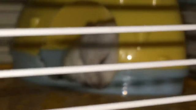 джунгарик спит в домике смотреть онлайн