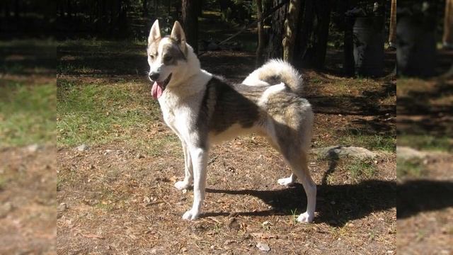 "Натаска лайки по лесной птице" "Лайка и её натаска" Белоусов В.И смотреть онлайн