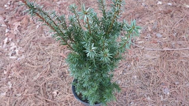 How To Grow Hicks Yew (Upright Narrow Evergreen Conifer)