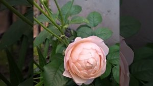 Питер Пауль Рубенс.Роза превзошла мои ожидания, набивной бутон сводит с ума.