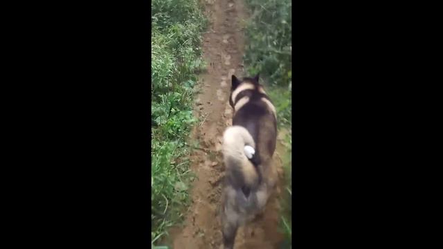 Стань таким же сильным, как твоя собака смотреть онлайн