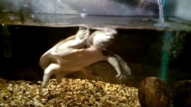 трионикс китайский смотреть онлайн