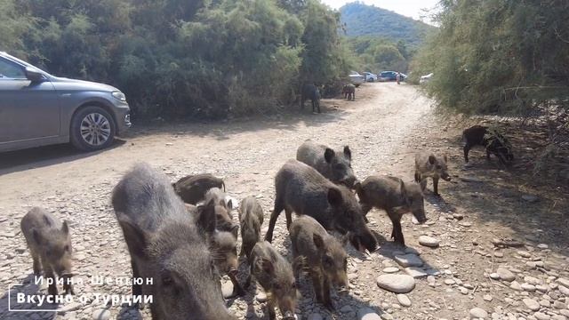 Топ лучших пляжей Турции. Отдых на Эгейском побережье. Турция без все включено. Kuşadası Milli Park