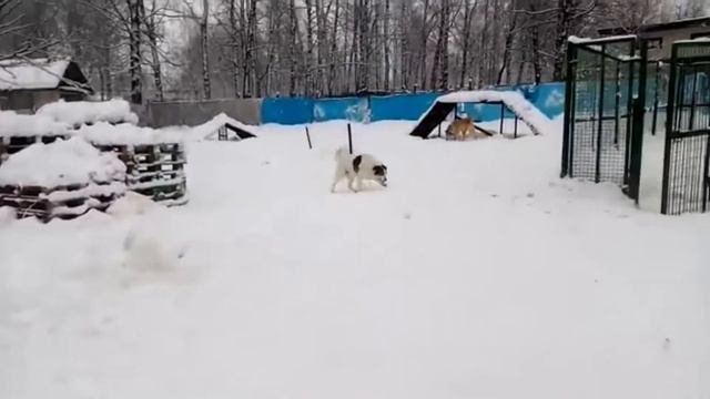 Утро в приюте.🐶Уборка до 10 утра. ⛅️600 метров квадратных.// kelts.shelter😍 смотреть онлайн