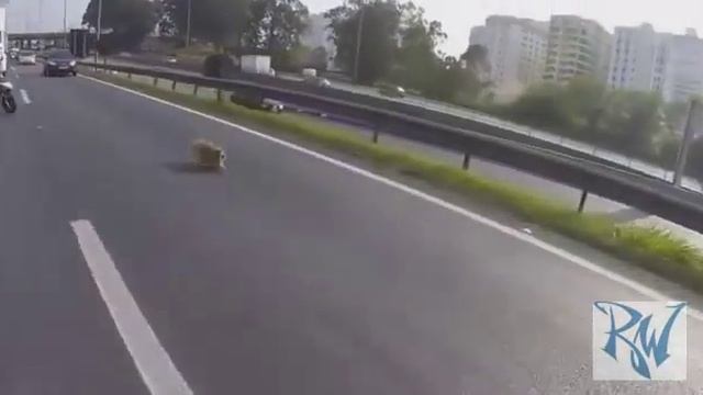 Bikers Save Dog on busy highway##react world## смотреть онлайн