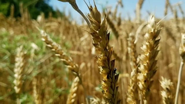 САМВЕЛ АДАМЯН КАКОЙ ХУДОЖНИК ТАКАЯ И КАРТИНА. ПОЧЕМУ НАДЬКА СИДИТ В ДНЕПРЕ смотреть онлайн
