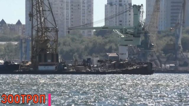 Делфи подняли! Видео подъема и транспортировки. #delfi. Теперь этот памятник в Черноморске. Одесса. смотреть онлайн