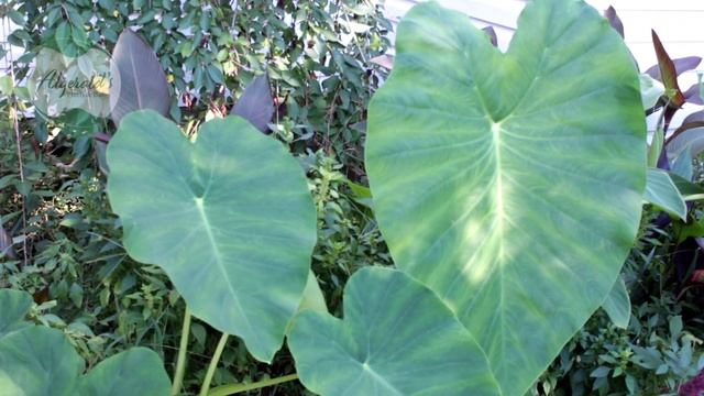 An update of the garden space 9-21-2021 смотреть онлайн