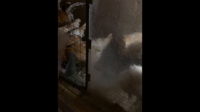 КОББ 500, специально для ДАЧНИКОВ или отпуск с пользой смотреть онлайн