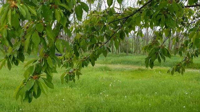 Отъём ягнят, обзор фермы смотреть онлайн