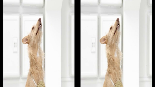 Фирменная мелодия Volkswagen. Исполняет собачий хор смотреть онлайн