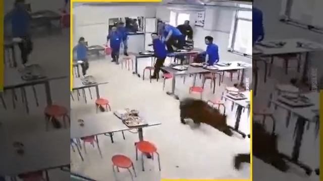 Animals Out Of Nowhere смотреть онлайн