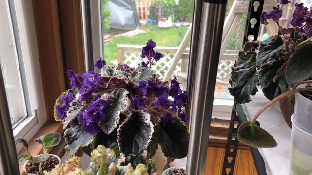 Мои Фиалки убиты или Эксперимент не удался смотреть онлайн