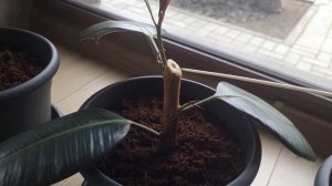 Ошибки при черенковании фикуса каучуконосного.