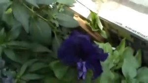 Цветёт фиолетовый цветок петуния