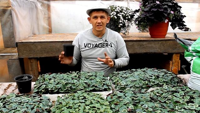 Выгоняем цветы к 8 марта. цикломены и другие цветы смотреть онлайн