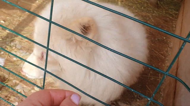 Прогулка песцов и краткие промежуточные итоги февраля. смотреть онлайн