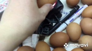 #выведение цыплят/Вся правда о магазинных яиц?♀️