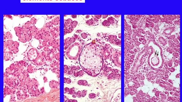histologie glandes digestives partie 2 смотреть онлайн